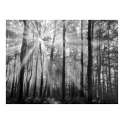Forest Trees Canvas Wall Art, 40x30