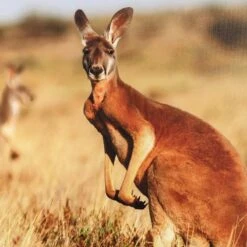 Framed Kangaroo Canvas Wall Art, 36x24 -Modern Decor Shop framed kangaroo canvas wall art 36x24 4