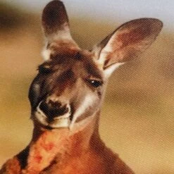 Framed Kangaroo Canvas Wall Art, 36x24 -Modern Decor Shop framed kangaroo canvas wall art 36x24 5