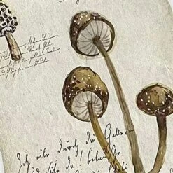 Honeybloom Glass Framed Mushroom Print Wall Art, 13x17 5 Honeybloom Glass Framed Mushroom Print Wall Art, 13x17 -Modern Decor Shop honeybloom glass framed mushroom print wall art 13x17 2