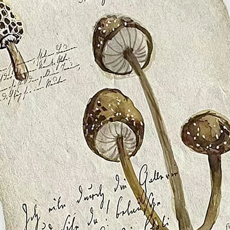 Honeybloom Glass Framed Mushroom Print Wall Art, 13x17 2 Honeybloom Glass Framed Mushroom Print Wall Art, 13x17 - Image 2